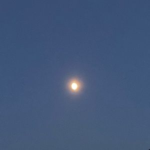 Meet your Posher, Molly